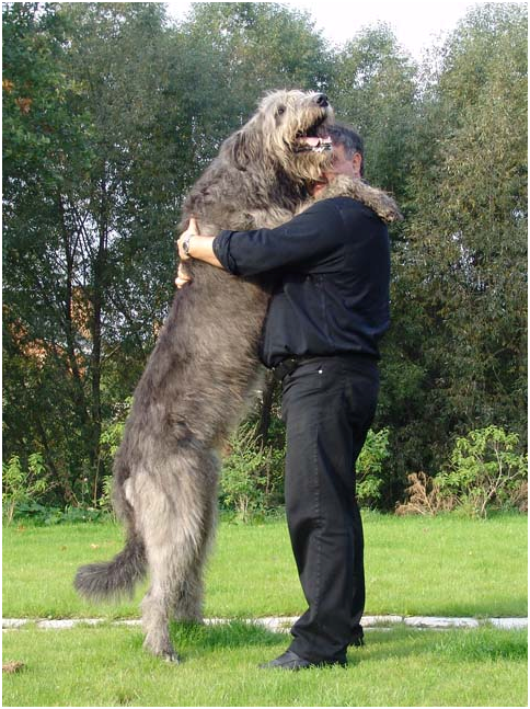 Десятка самых больших собак в мире