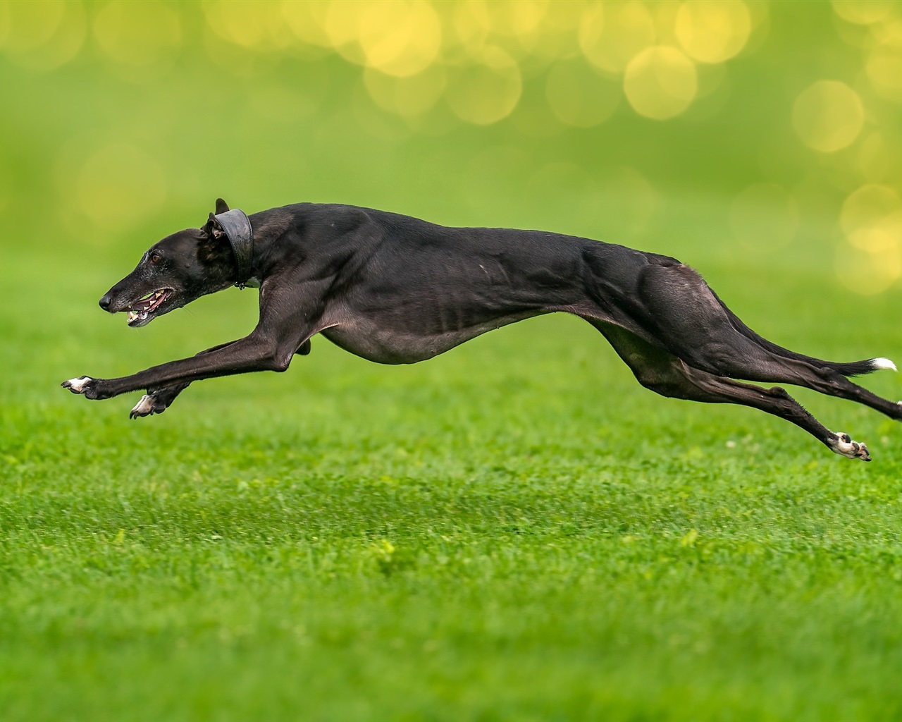 С какой скоростью бегают собаки? Самые быстрые породы
